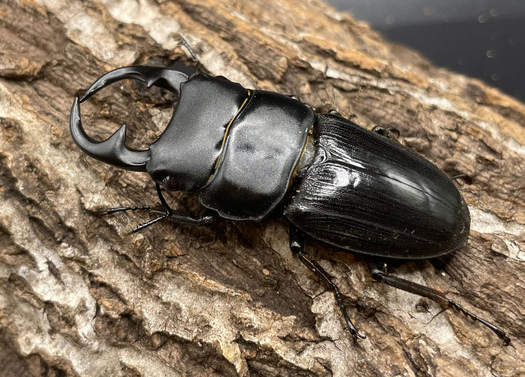 【WD】《パラワンパリーオオクワ 60mmUP ペア》