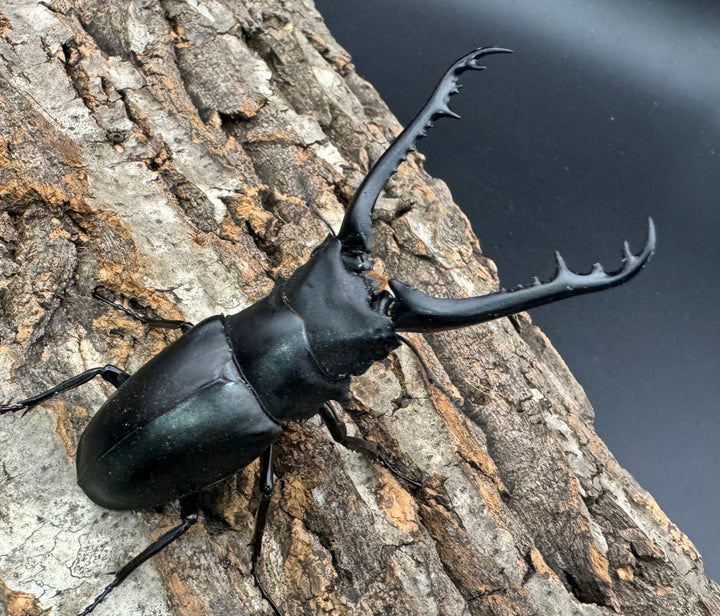 即ブリ《ギラファノコギリ亜種ケイスケ 90mm ペア》