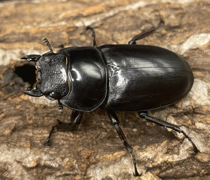 極太系《マレーアンタエウスオオクワ 67mm ペア》