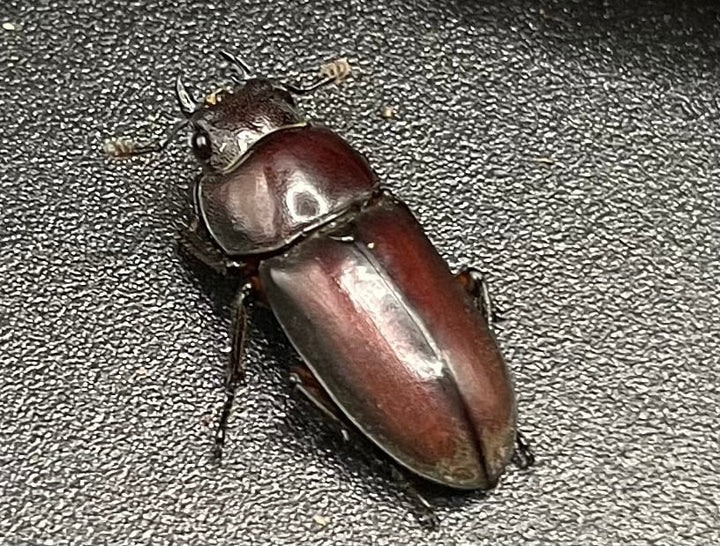 【WD】《カプレコルヌスウスバクワガタ 27mm ペア》