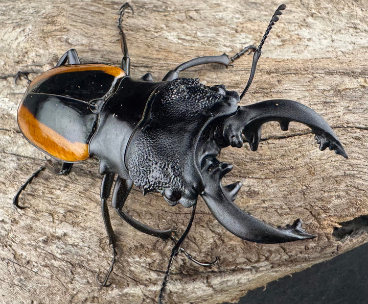 【WD】《ワラストンツヤクワガタ 70mm ペア》