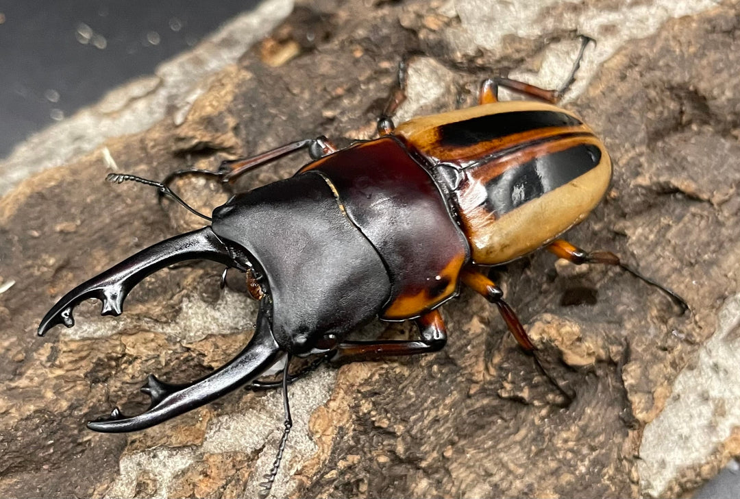 【WD】超特大《ラテラリスノコギリ亜種マイリーン 57mm ペア》