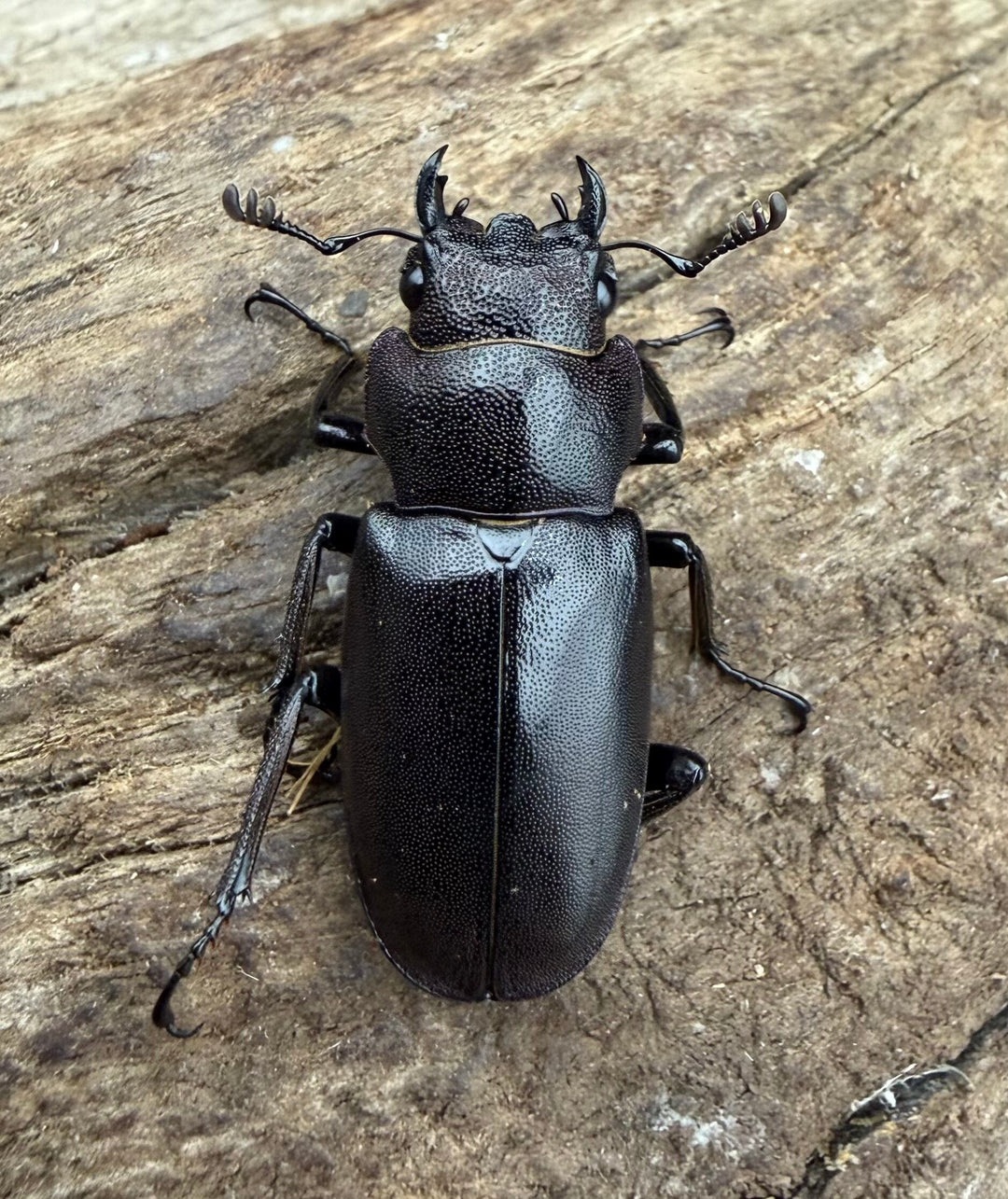 《メタリフェルホソアカ亜種フィナエ パープル系 69.5mm ペア》