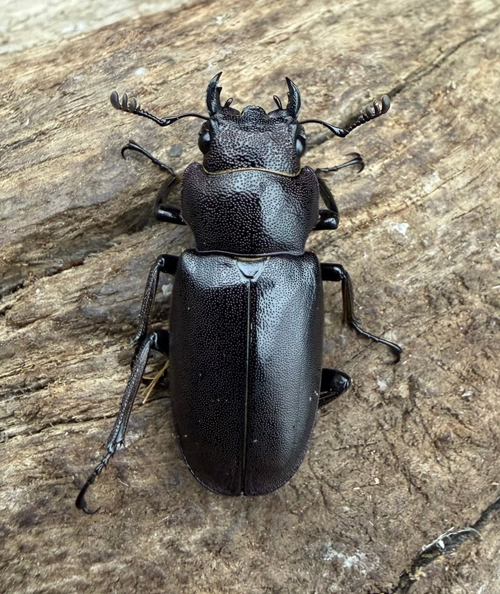 《メタリフェルホソアカ亜種フィナエ パープル系 69.5mm ペア》
