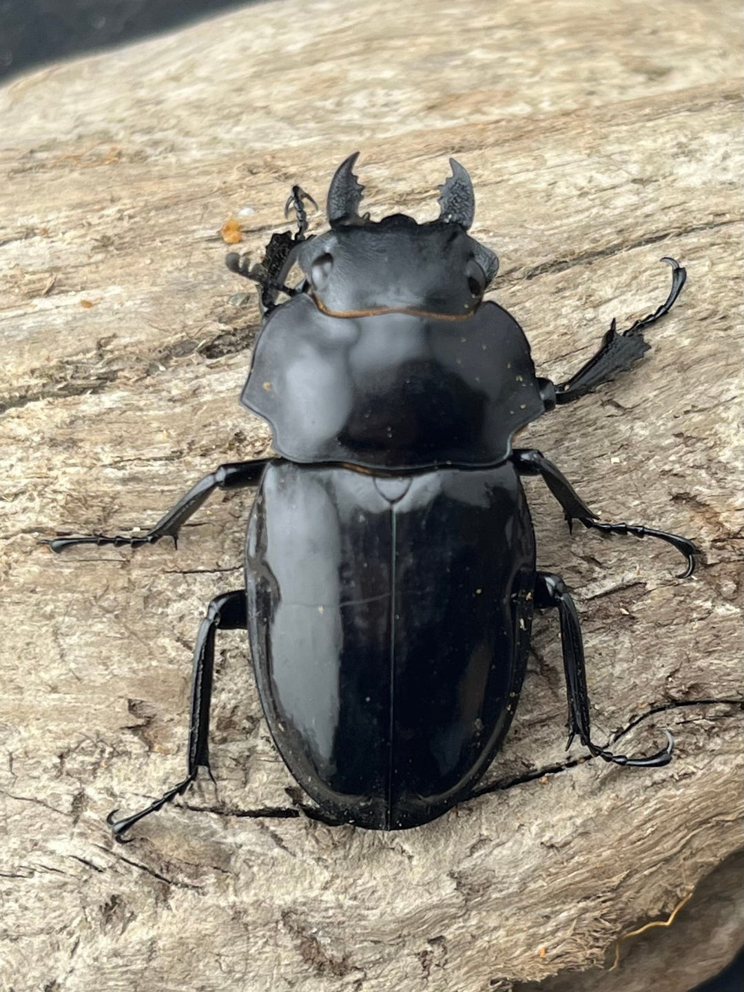 【WD】《ダールマンツヤクワガタ亜種celebensis 82.5mm ペア》