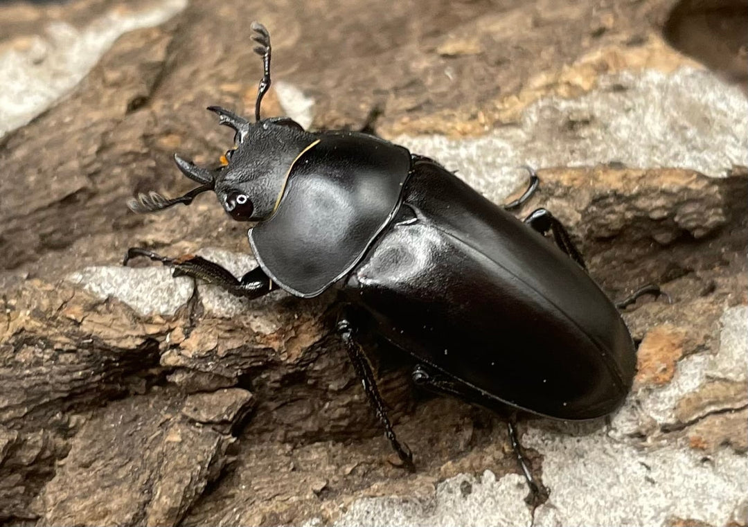 【WD】《ポレクトゥスノコギリクワガタ 50mmUP ペア》