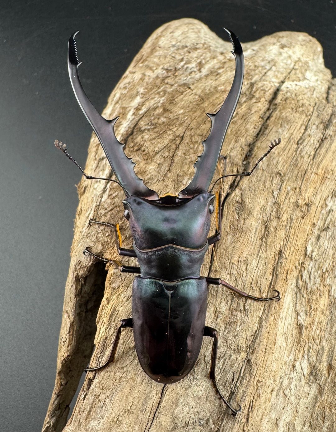 【美麗】《メタリフェルホソアカ亜種finae 77mm ペア》わたくわ氏ブリード個体