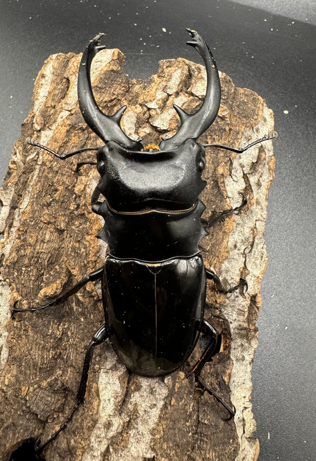 【WD】《インターメディアツヤクワガタ 91.5mm ペア》