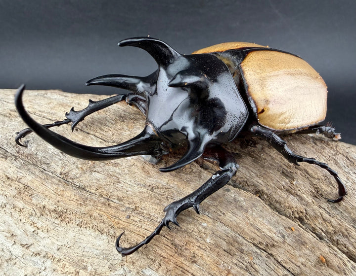 【WD】《ゴホンツノカブト原名亜種 タイ産 90mm ペア》