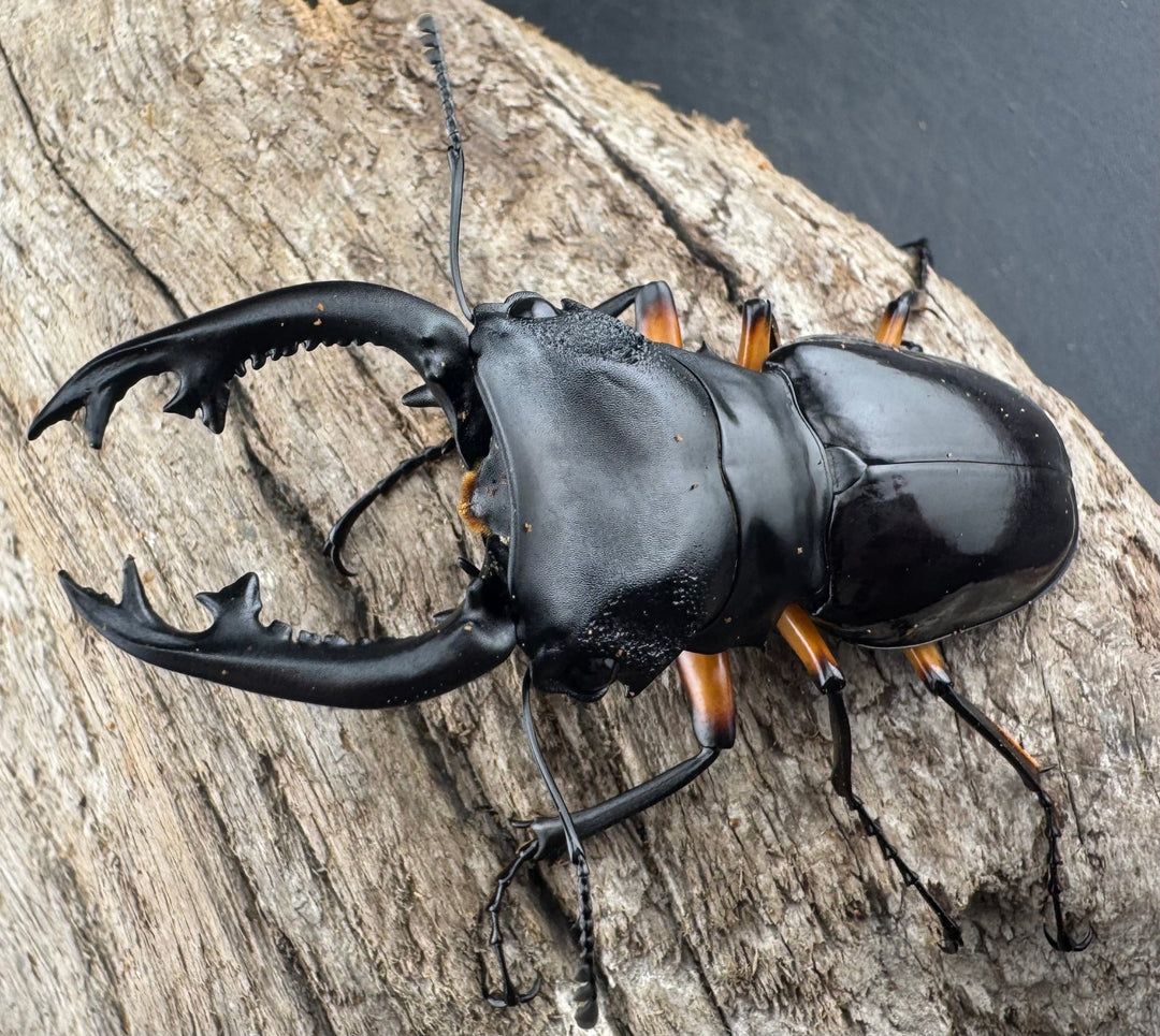 【WD】《インペリアリスツヤ亜種komorii リサル産 67mm ペア》