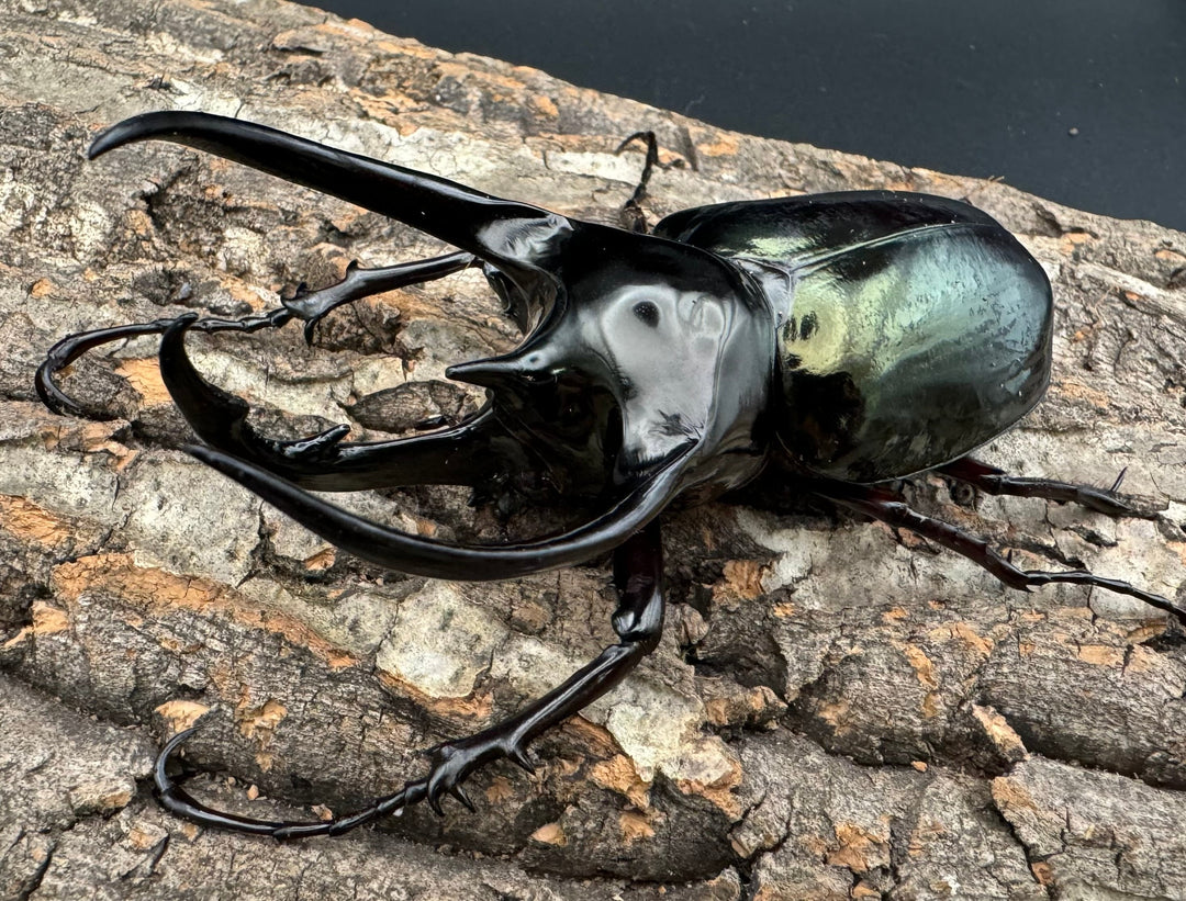 【WD】大型《ジャワコーカサスオオカブト 111mm A'品ペア》