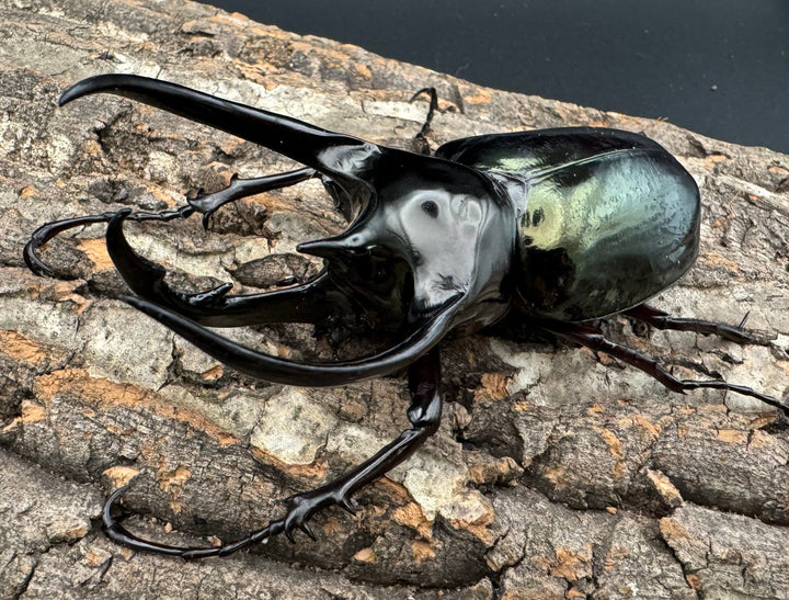 【WD】大型《ジャワコーカサスオオカブト 111mm A'品ペア》