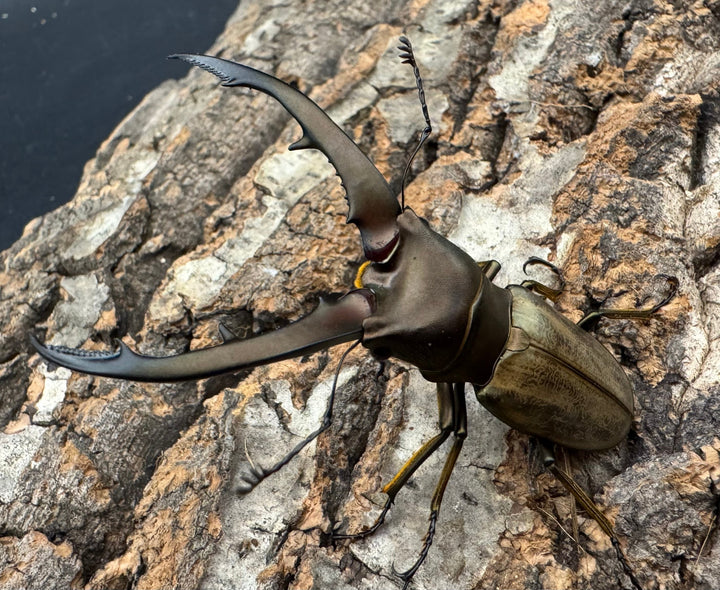 【WD】《モンタネルスホソアカクワガタ 63mm ペア》