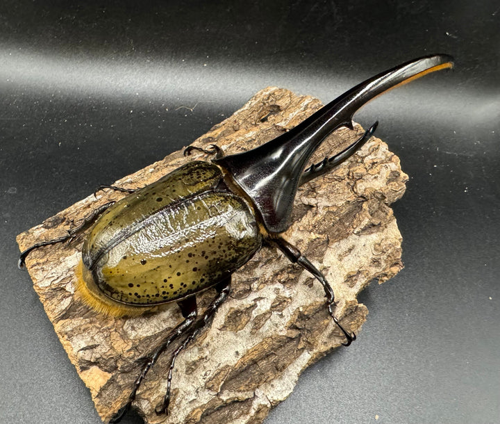 《ヘラクレス・ヘラクレス 153mm ペア》