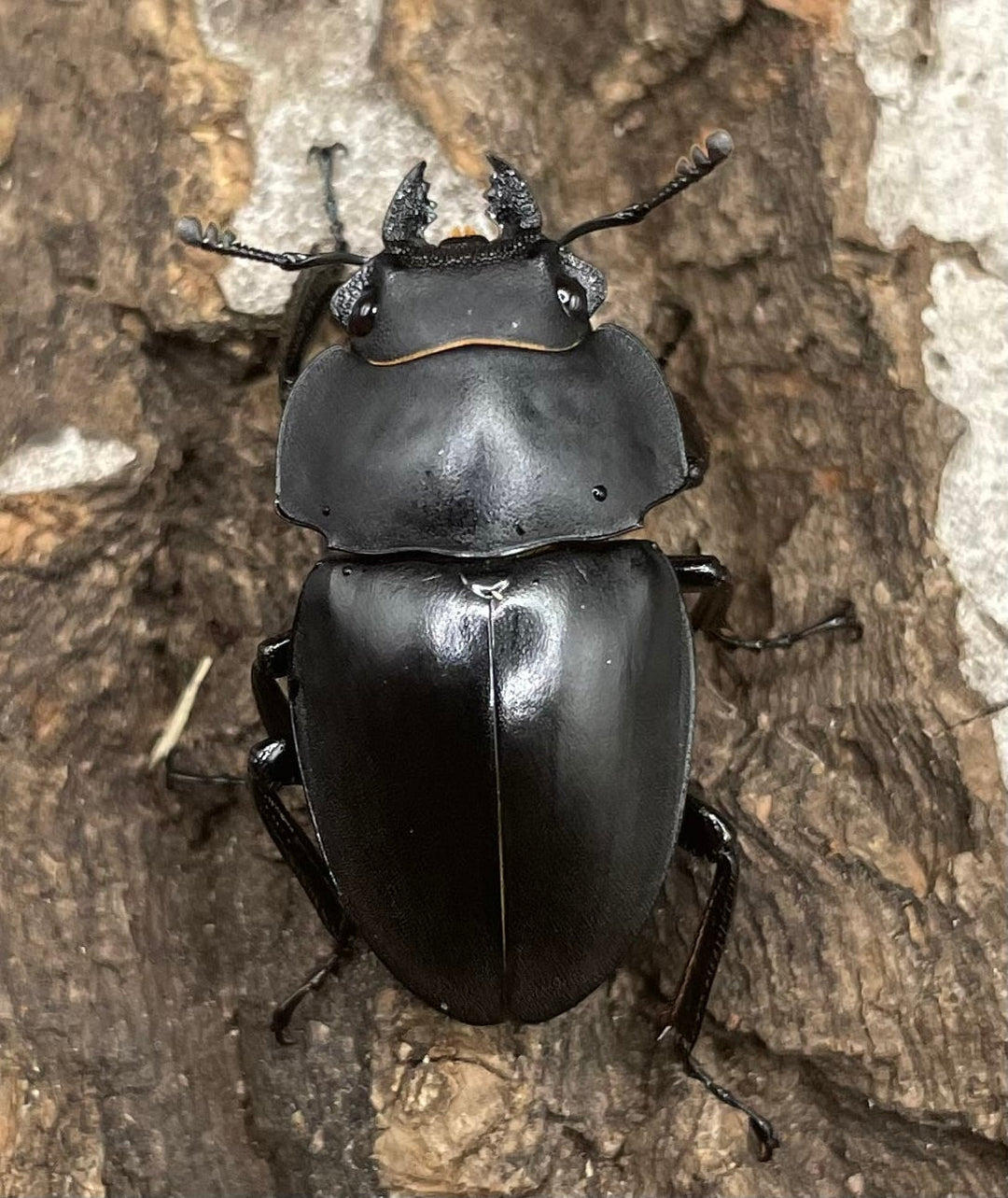 【WD】《プラティノータツヤクワガタ ♀単》