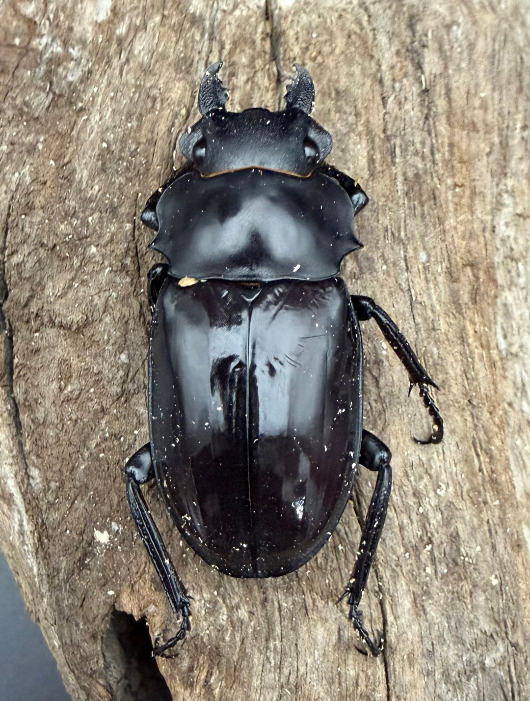 【WD】《ダールマンツヤ原名亜種 ボルネオ産 66.5mm ペア》