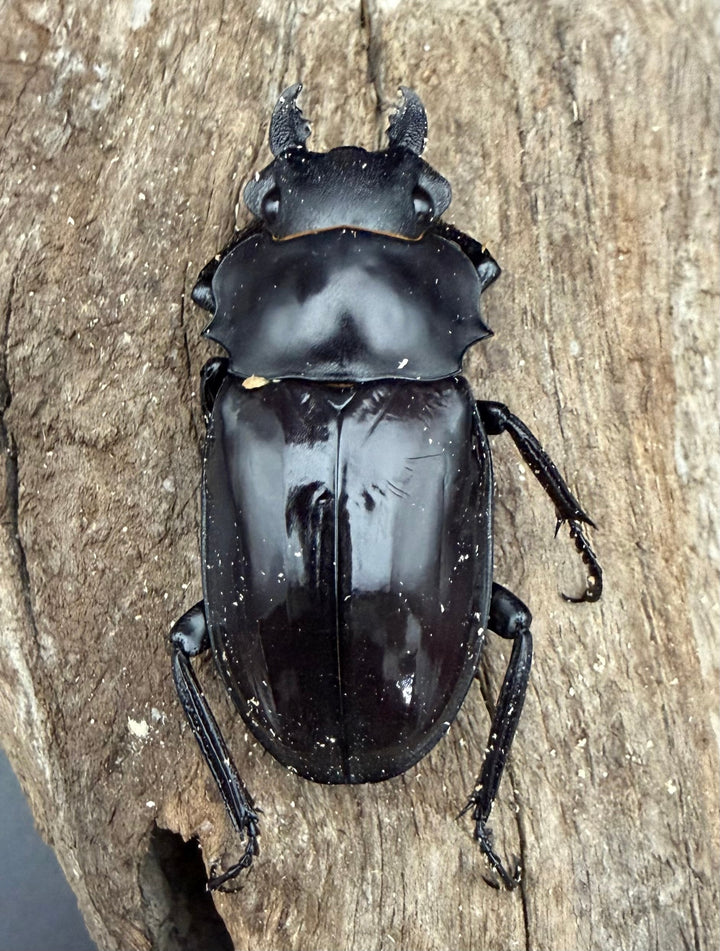 【WD】《ダールマンツヤ原名亜種 ボルネオ産 66.5mm ペア》