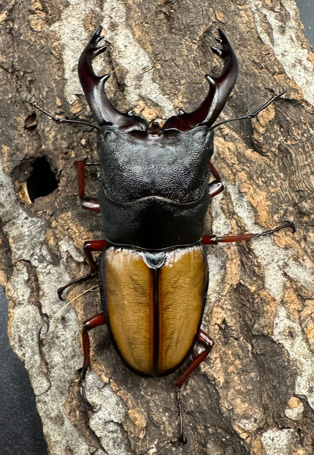 《ウムハンギノコギリ 66mm ♂単》