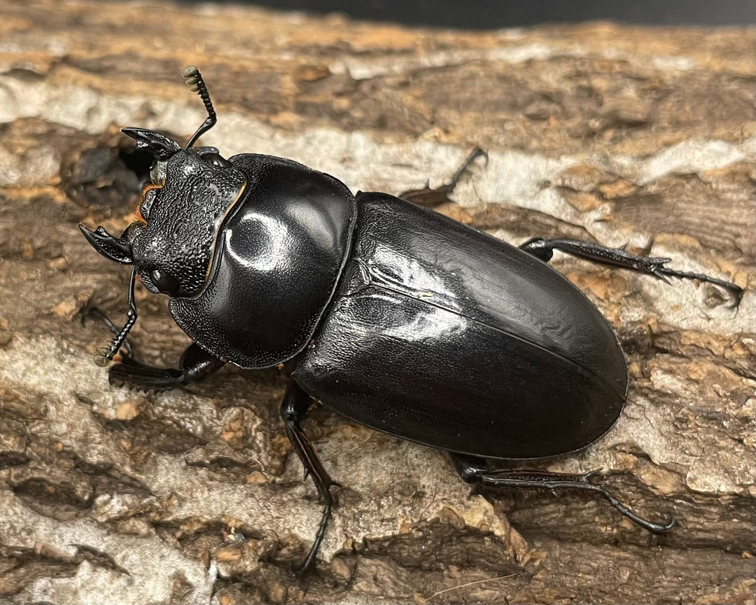 極太系《マレーアンタエウスオオクワ 68mm ペア》