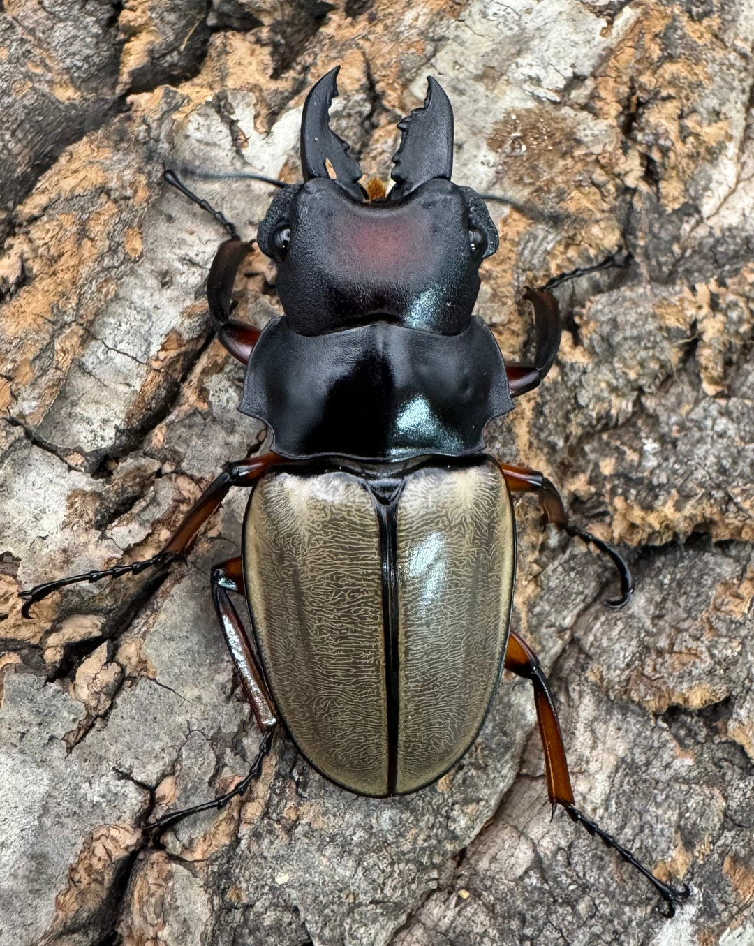 【WD】《フェモラリスツヤクワガタ亜種waterstradit 54.5mm A'品ペア》