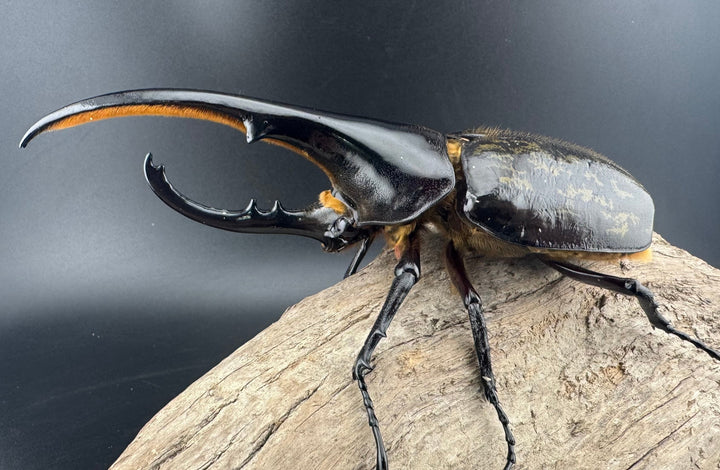 《ヘラクレス・ヘラクレス 141mm ペア》