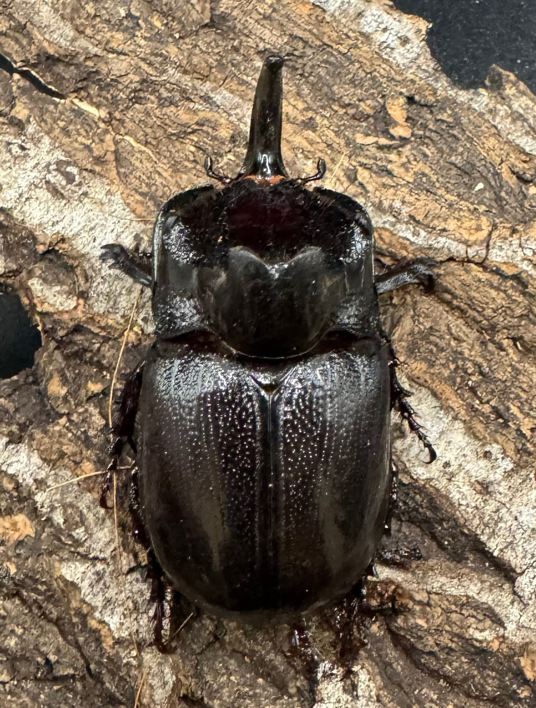 【WD】《マルタバンメンガタカブト 52.5mm ペア》