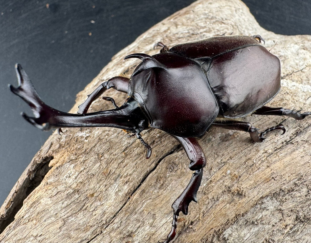 【WD】大型《国産カブトムシ 八王子市産 Free ペア》