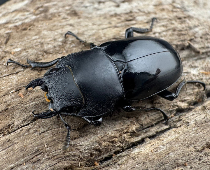 【WD】《ウーチャオノコギリクワガタ 25mm ♀単》