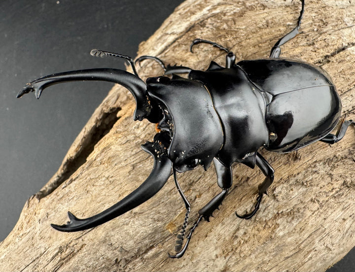 【WD】《ダールマンツヤクワガタ亜種セレベンシス 81.5mm ペア》