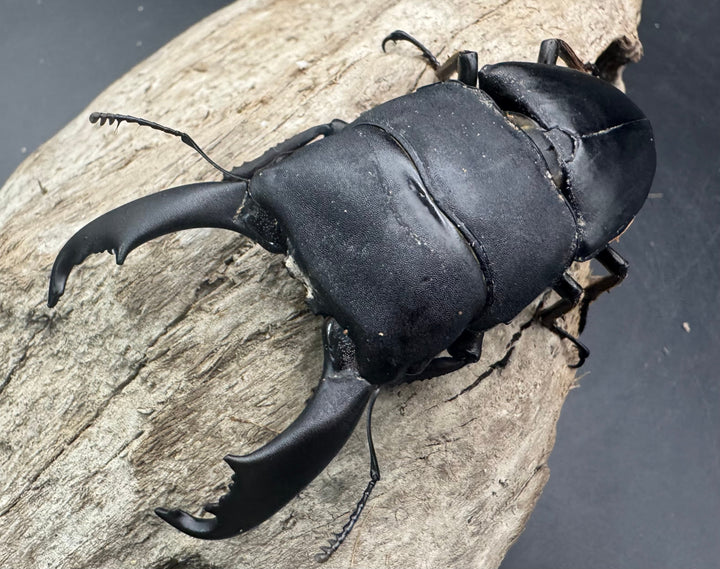 【WD】《西ペレンヒラタ（スラウェシオオヒラタ） 88.5mm ペア