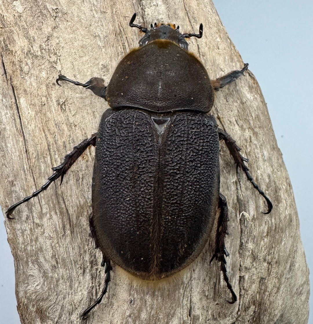 《ヘラクレス・ヘラクレス 139mm ペア》