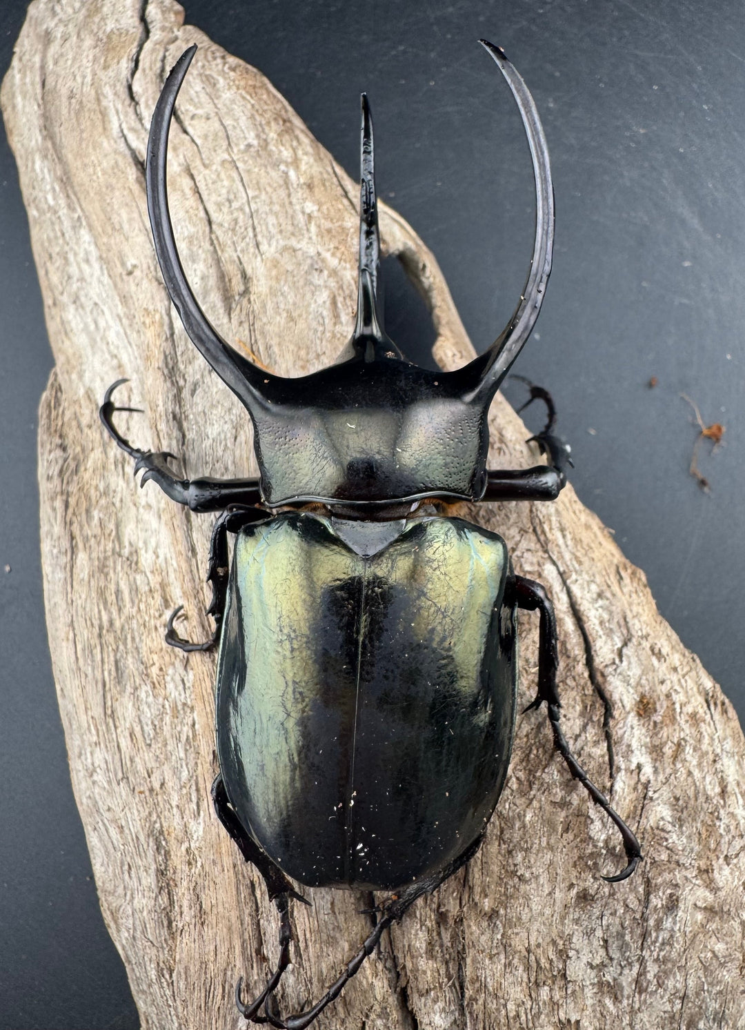 【WD】《ミンダナオアトラスオオカブト マラグサン産 95.5mm ペア》