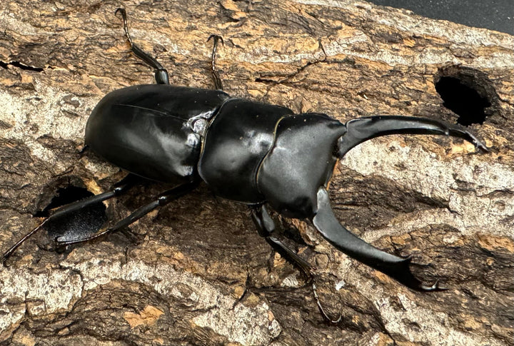 【WD】《ブラナウンコクワ 碧羅雪山産 64mm ペア》