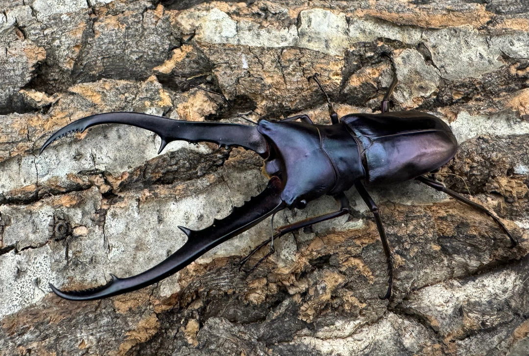 【美麗】即ブリ《メタリフェルホソアカ 75mm ペア》わたくわ氏ブリード個体