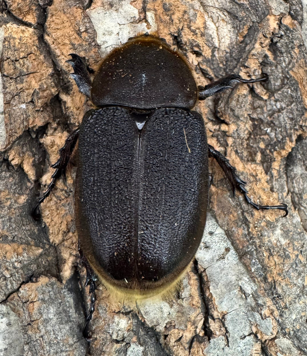 《ヘラクレス・ヘラクレス 122mm ペア》