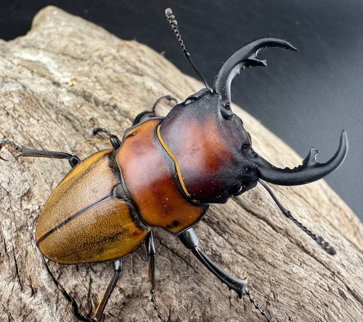 【WD】《ゾンメルツヤクワガタ 51mm ペア》