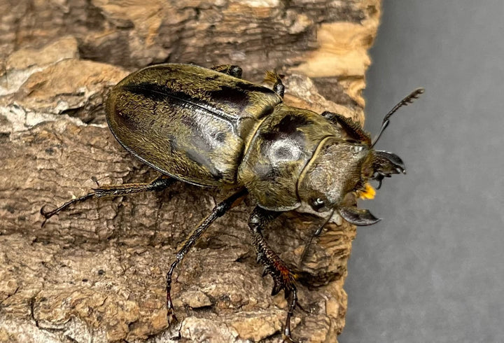 【WD】超貴重《デランミヤマクワガタ原名亜種 25.5mm♀単 A’品》