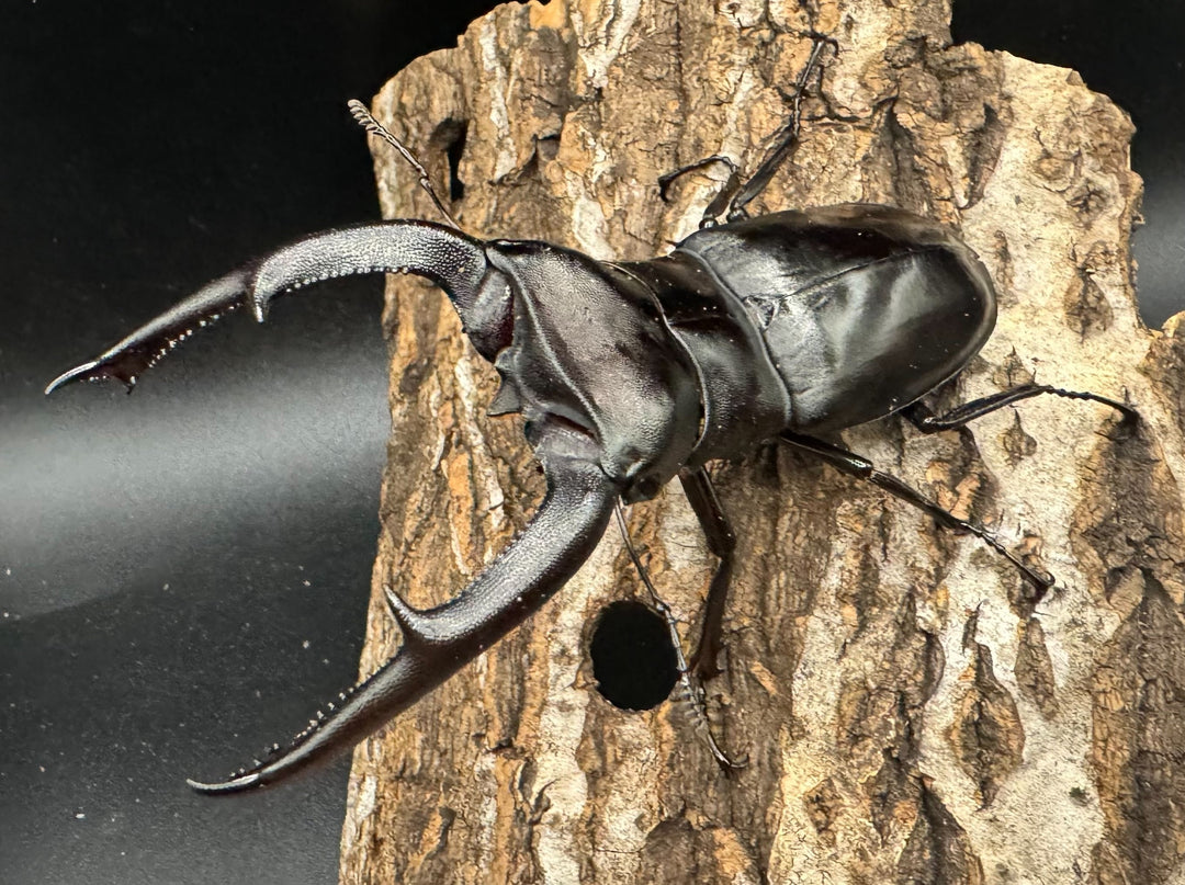 【WD】《マンディブラリスフタマタ 98mm ペア》