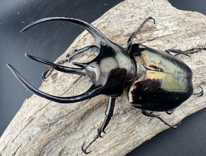 【WD】《ミンダナオアトラスオオカブト マラグサン産 98mm ペア》