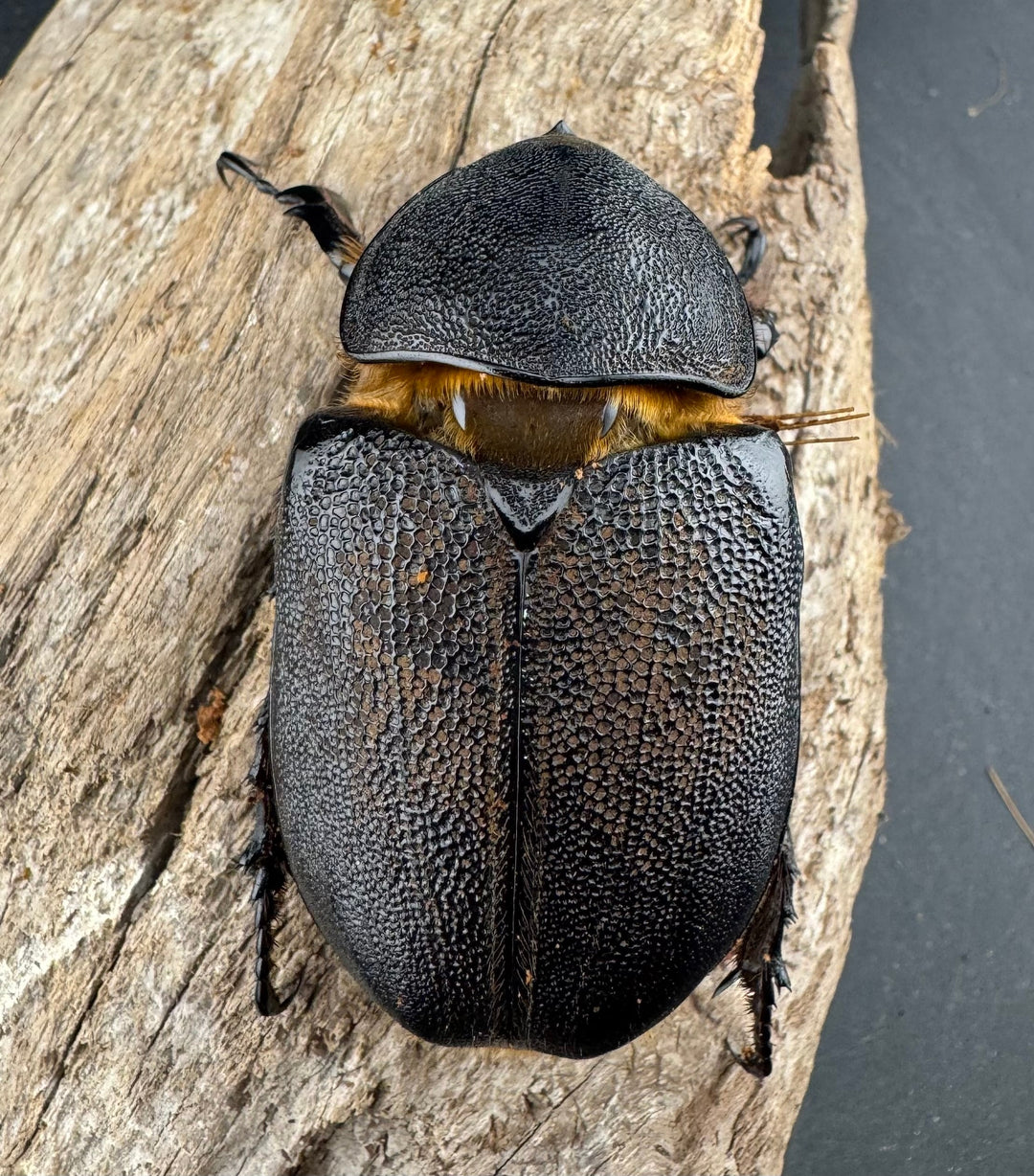 《サタンオオカブト 99mm ペア》inohiro109氏ブリード個体