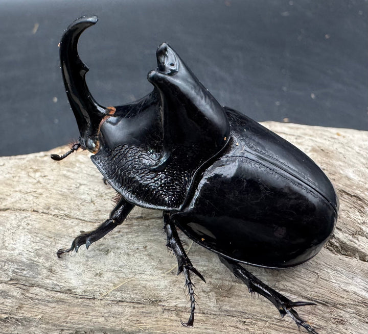 【WD】《オオツノメンガタカブト 南カリマンタン産 58mm ♂単》