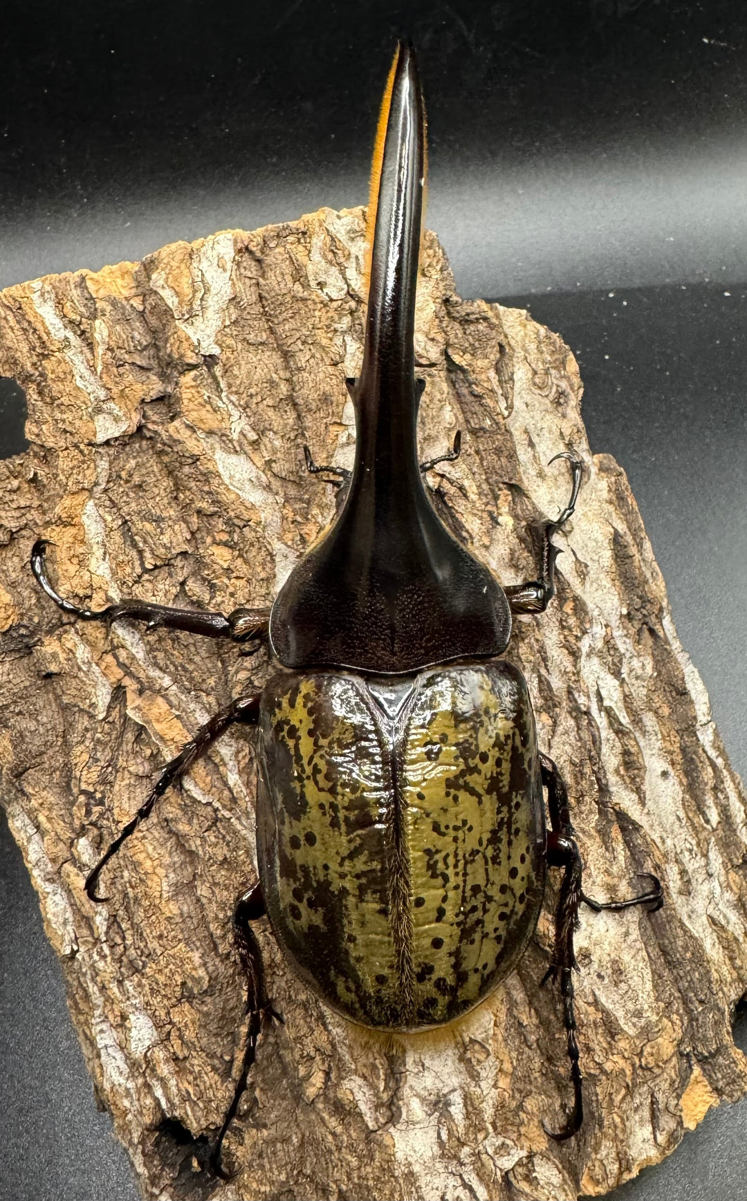 《ヘラクレス・ヘラクレス 125mm ペア》