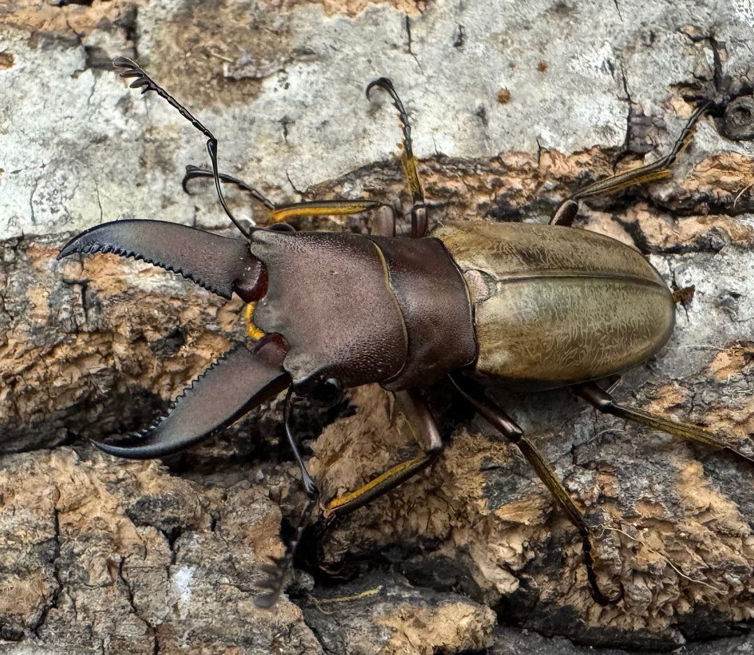 【WD】《モンタネルスホソアカクワガタ 37.5mm ペア》