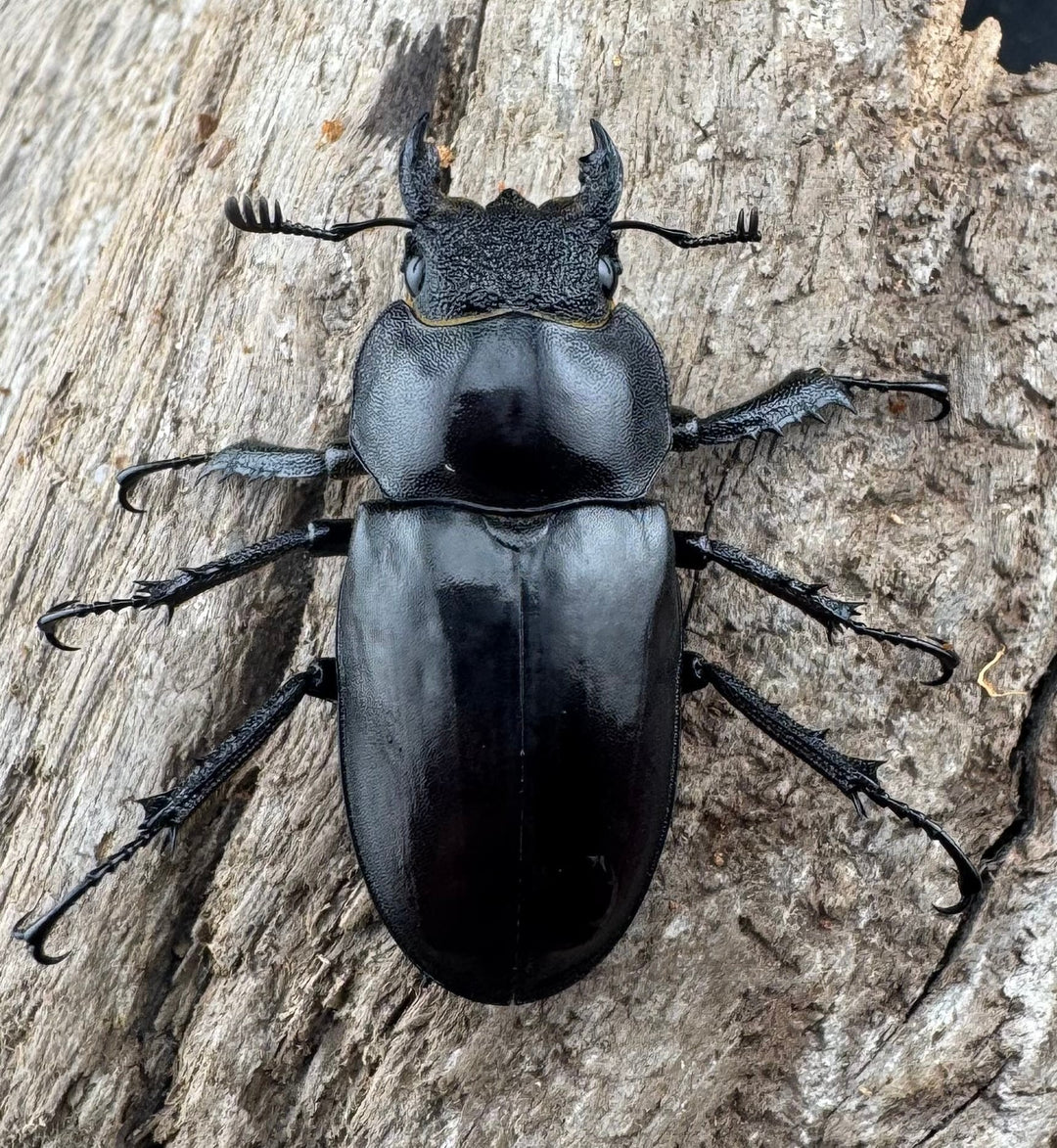 【WD】《プラネットミヤマクワガタ 80mm ペア》