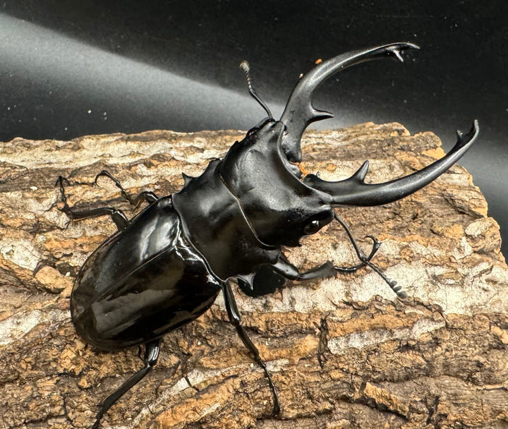 【WD】《インターメディアツヤクワガタ 84mm ペア》