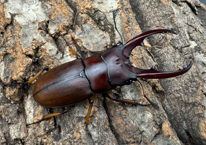 【WD】《アスタコイデスノコギリ ベンクール産 55mm ペア》