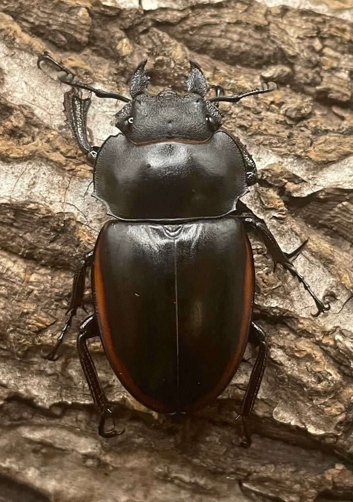 【WD】《クベラツヤクワガタ亜種sinensis 71mm ペア》