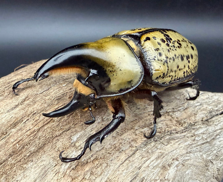 《ティティウスシロカブト 65mm ペア》