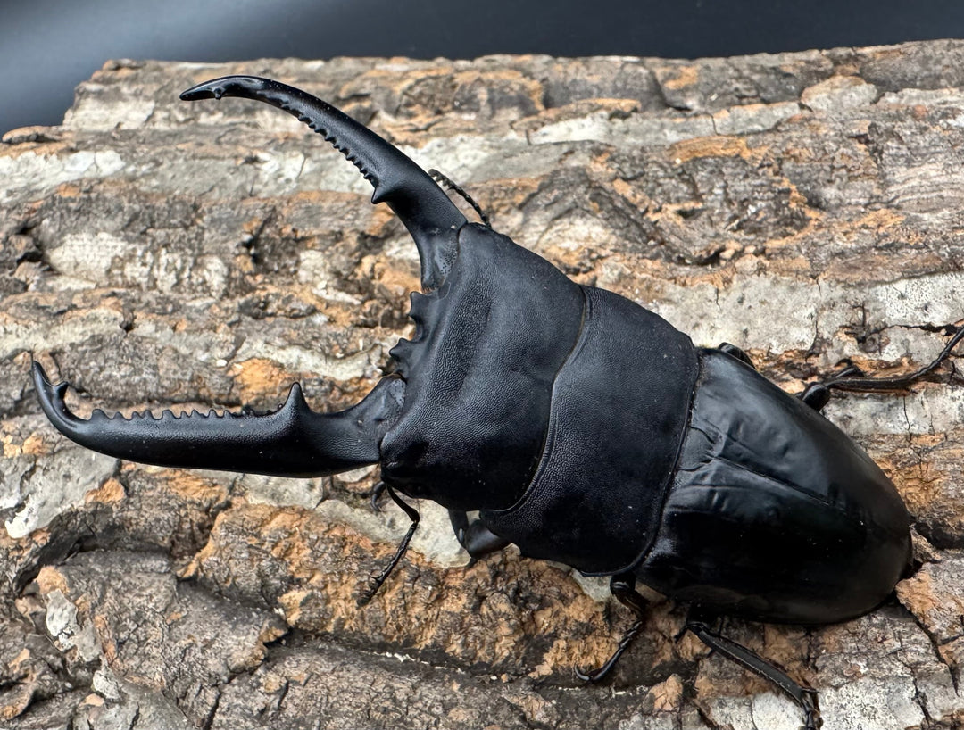 《パラワンオオヒラタクワガタ 106mm ペア》