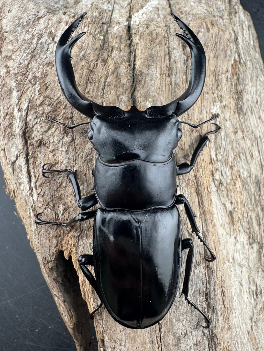 【WD】《ウエストウッディ亜種カズミアエ 雲南省産 81mm ペア》